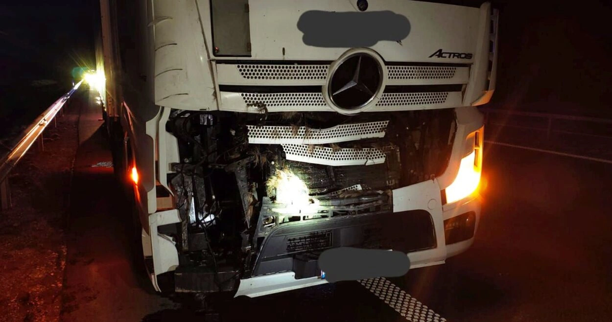 Zdarzenie z łosiem w Czerwinie