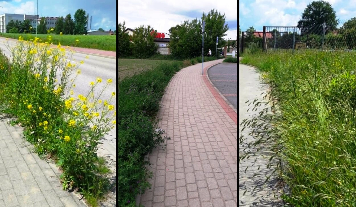 Problemy z utrzymaniem zieleni w Przasnyszu - zaniedbane pasy zieleni