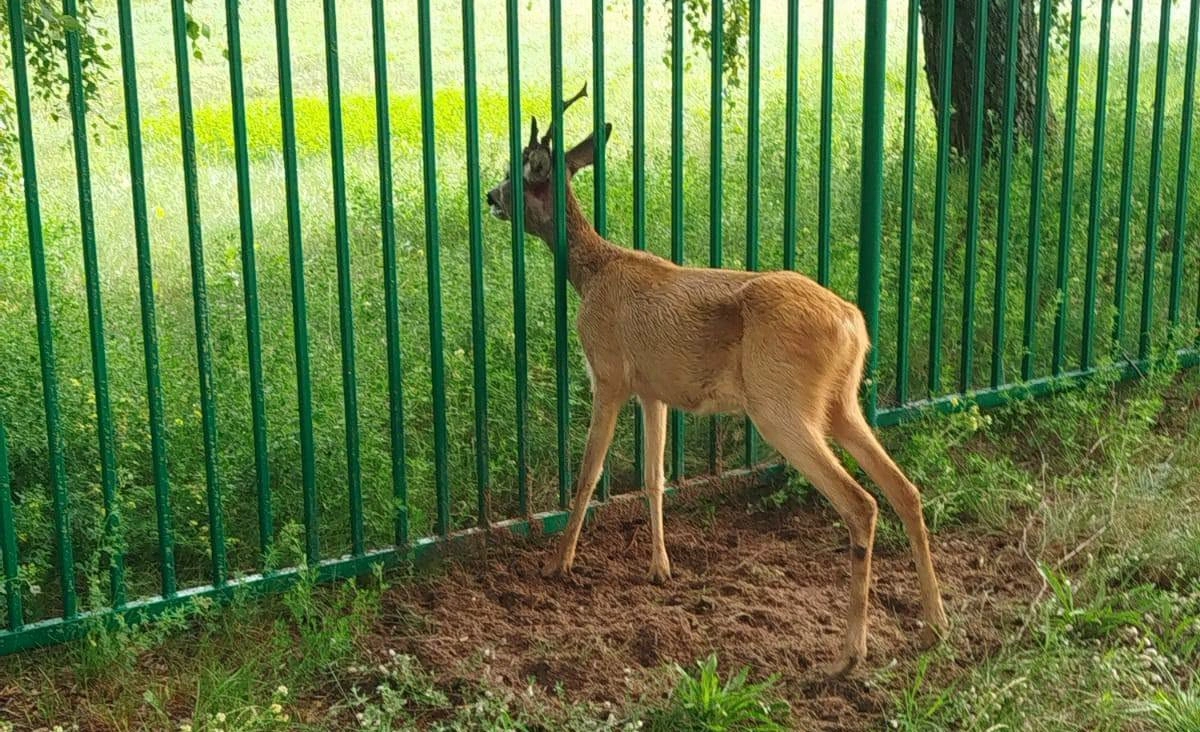 Interwencja myśliwych ratuje koziołka z ogrodzenia