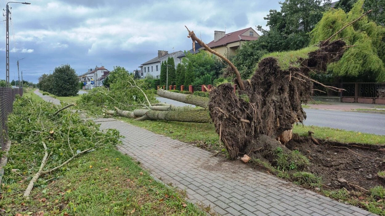 Interwencje strażaków w powiecie przasnyskim po wichurach