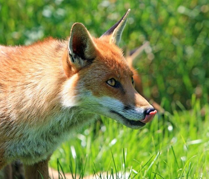 Szczepienie lisów w powiecie przasnyskim od 10 września