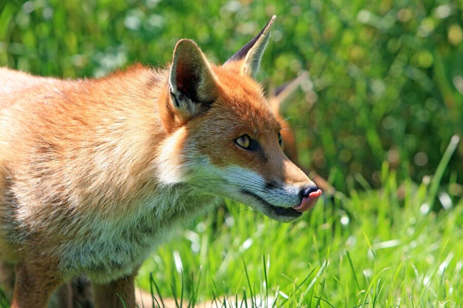 Szczepienie lisów w powiecie przasnyskim - przynęty ze szczepionkami