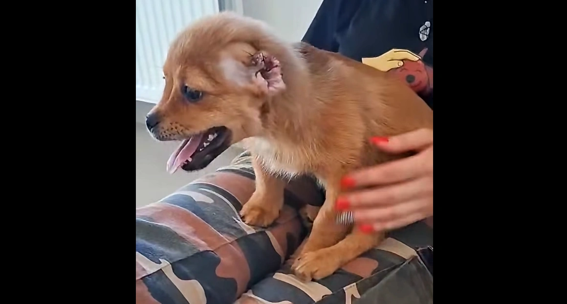 Szczeniaki z Pawłowa czekają na adopcję